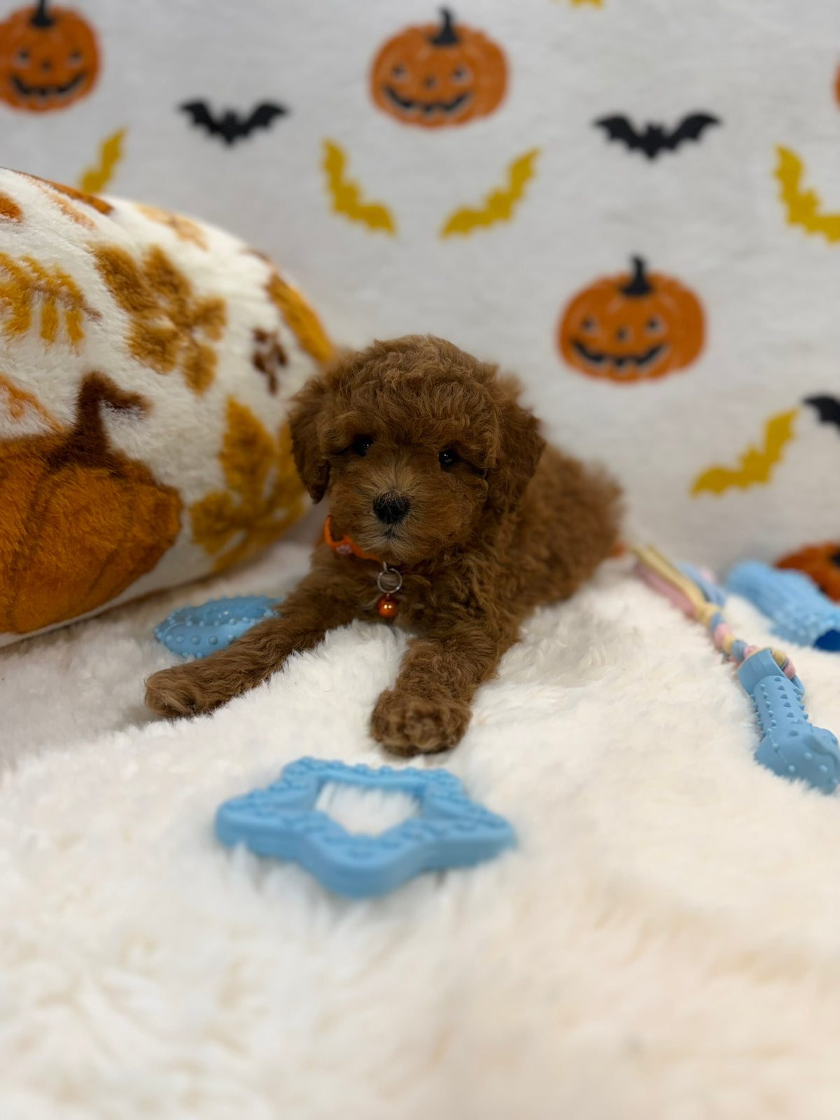 BENTLEY (AKC Toy Poodle)