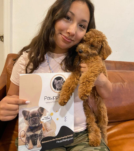 Sammy (Toy/Mini Poodle)