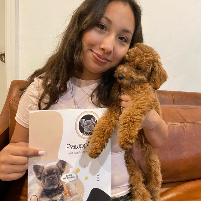 Sammy (Toy/Mini Poodle)