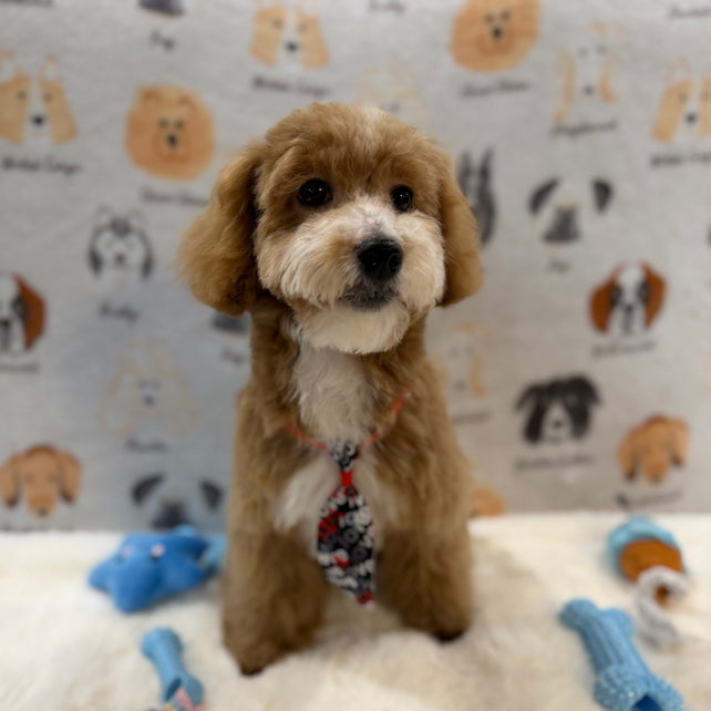 KITH (Maltese-Poodle)