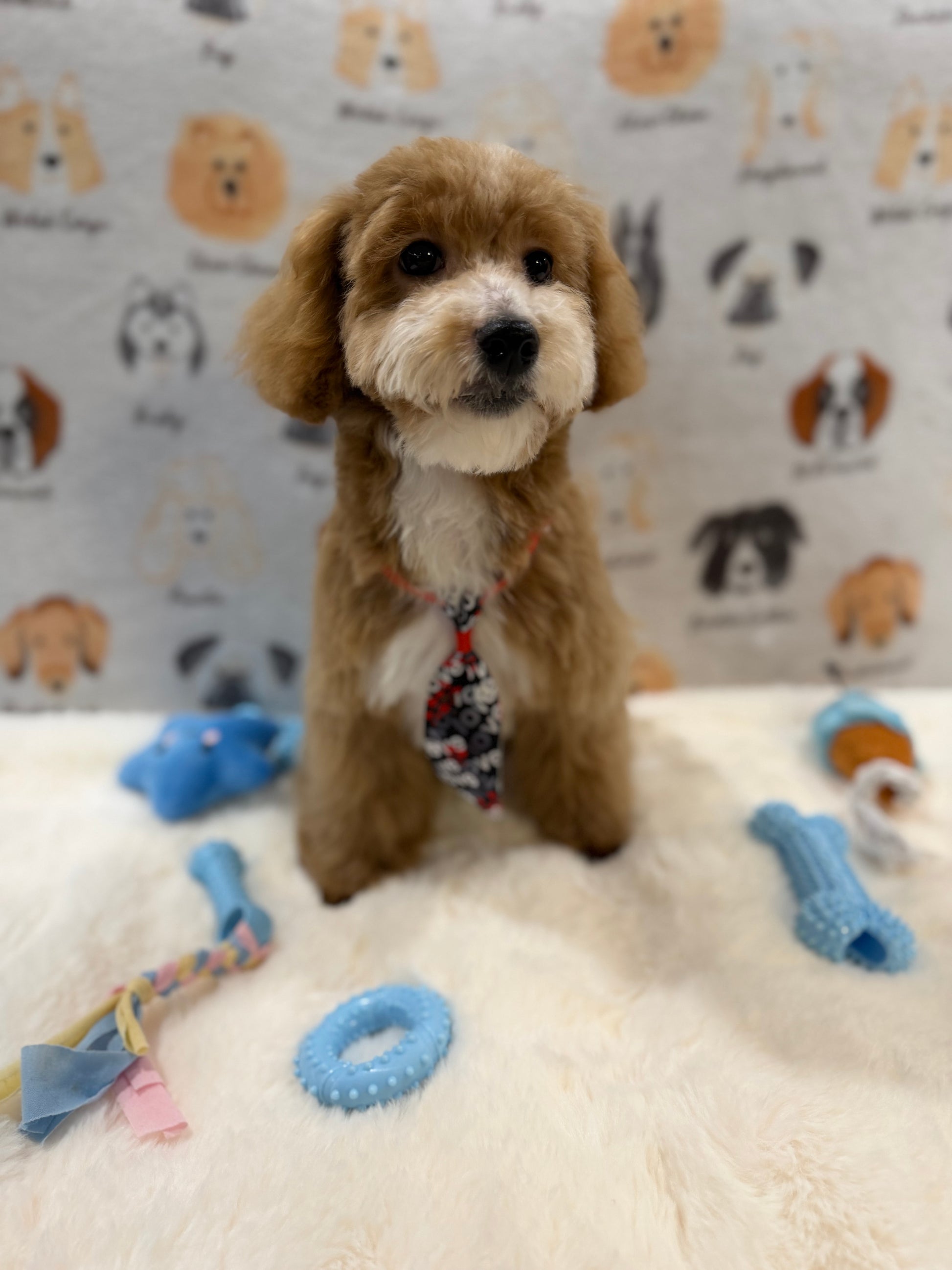 KITH (Maltese-Poodle)