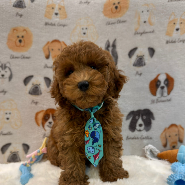 TOBY (AKC Mini Poodle)