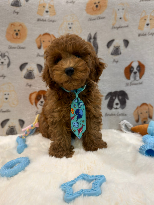 TOBY (AKC Mini Poodle)