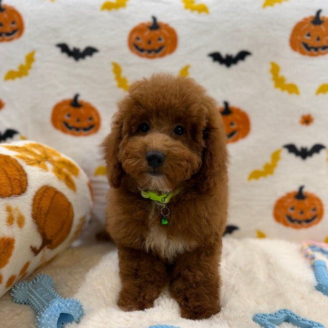 LINO (ACA Mini Poodle)