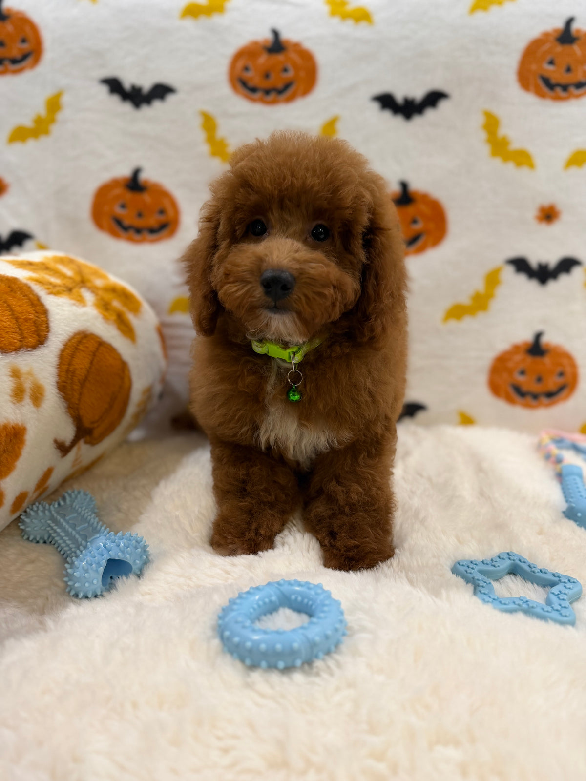 LINO (ACA Mini Poodle)