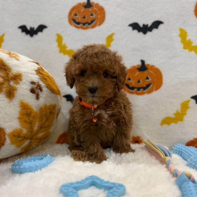 BENTLEY (AKC Toy Poodle)