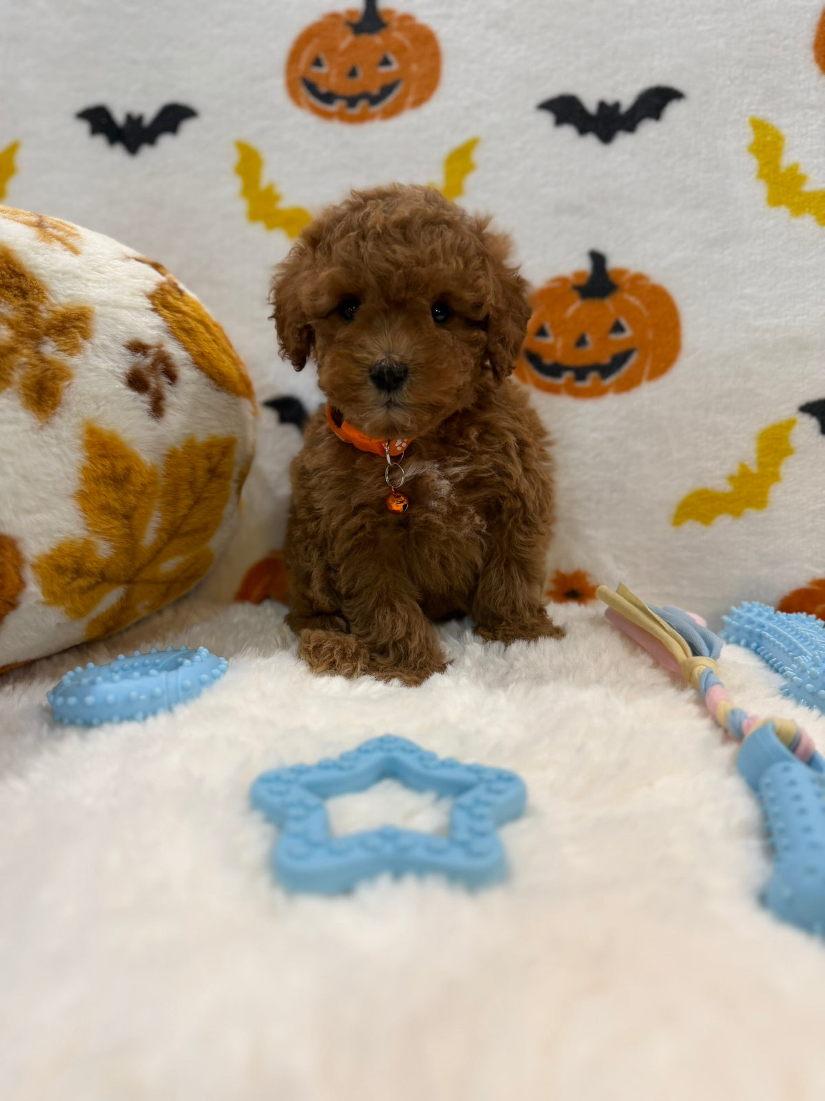 BENTLEY (AKC Toy Poodle)