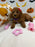 REYNA (ACA Mini Poodle)