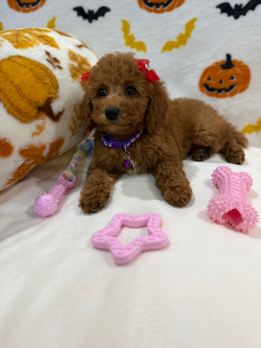 REYNA (ACA Mini Poodle)