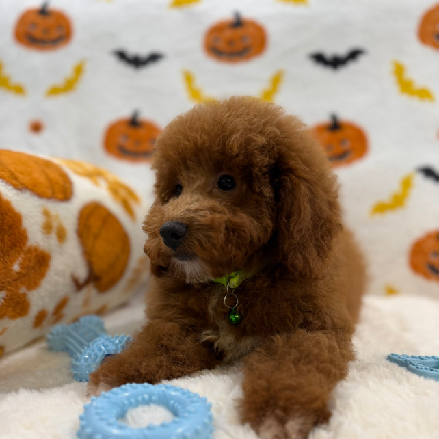 LINO (ACA Mini Poodle)