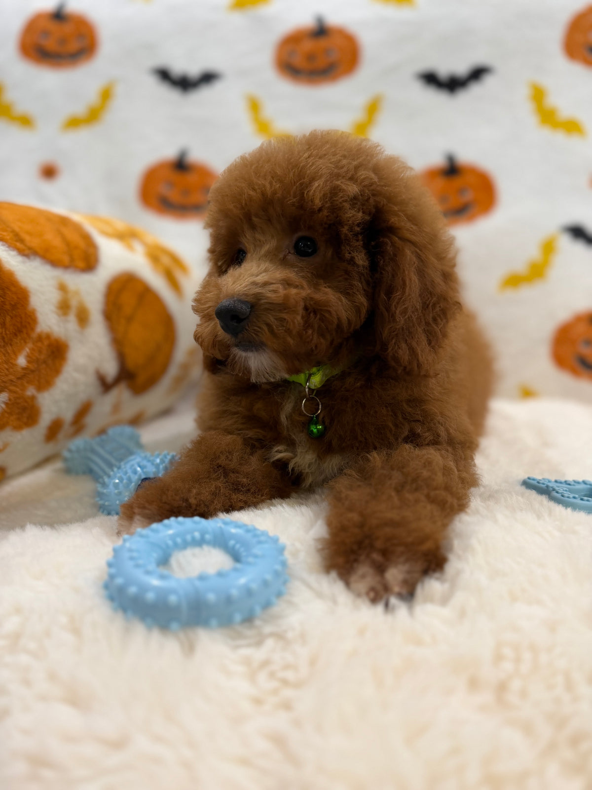 LINO (ACA Mini Poodle)