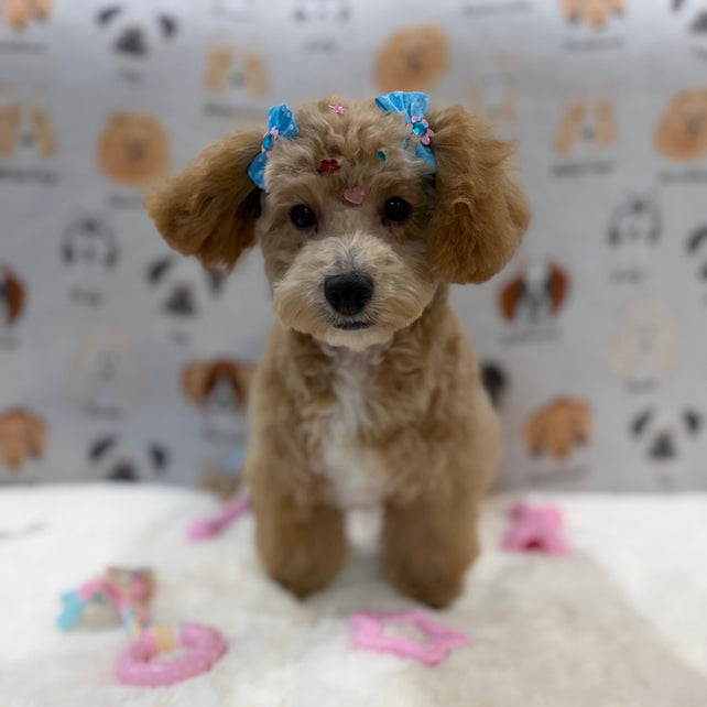 MILLY (Bichon-Poodle)