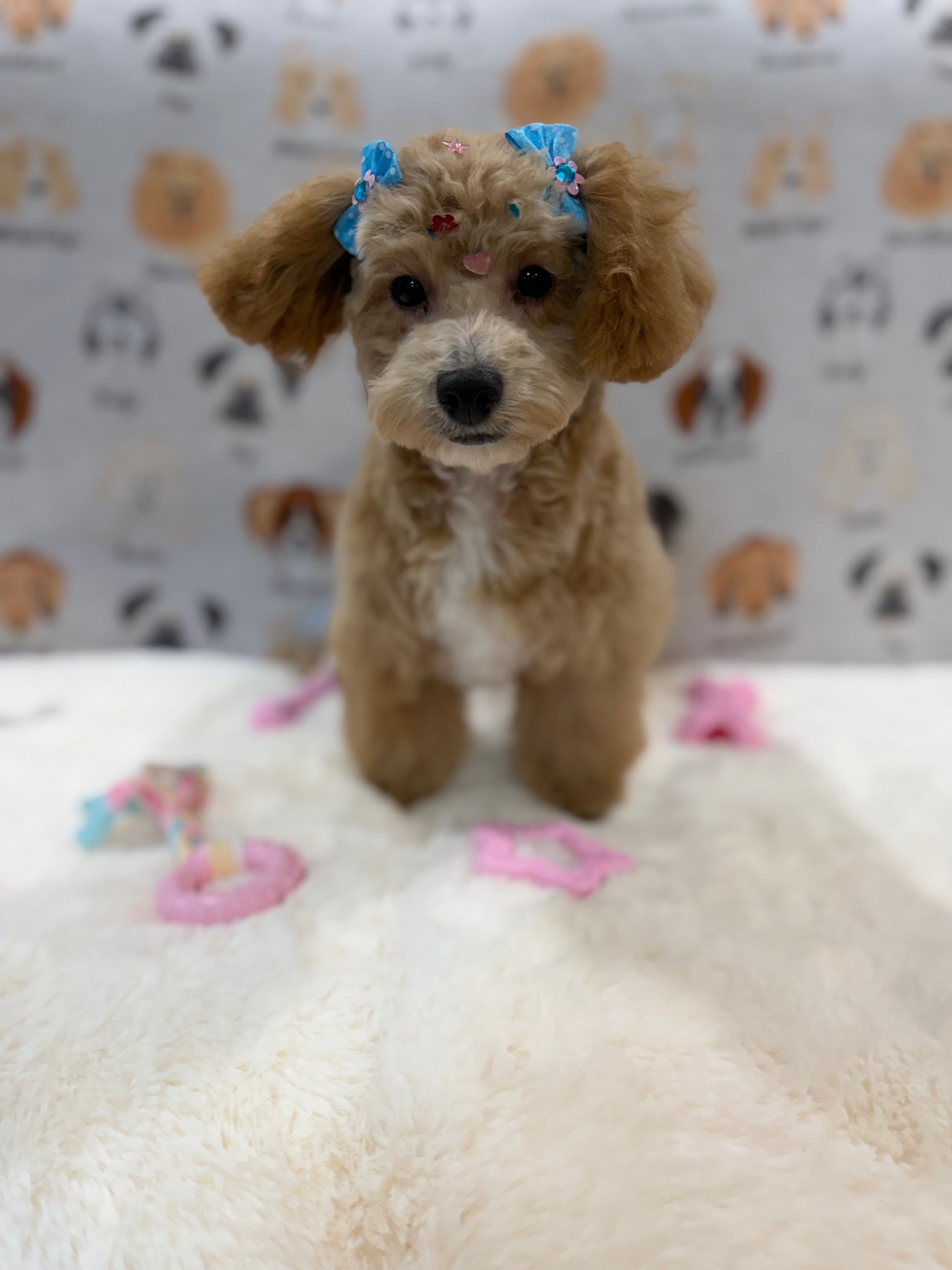 MILLY (Bichon-Poodle)