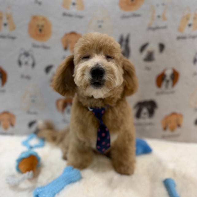 MILO (Bichon-Poodle)