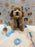 MILO (Bichon-Poodle)