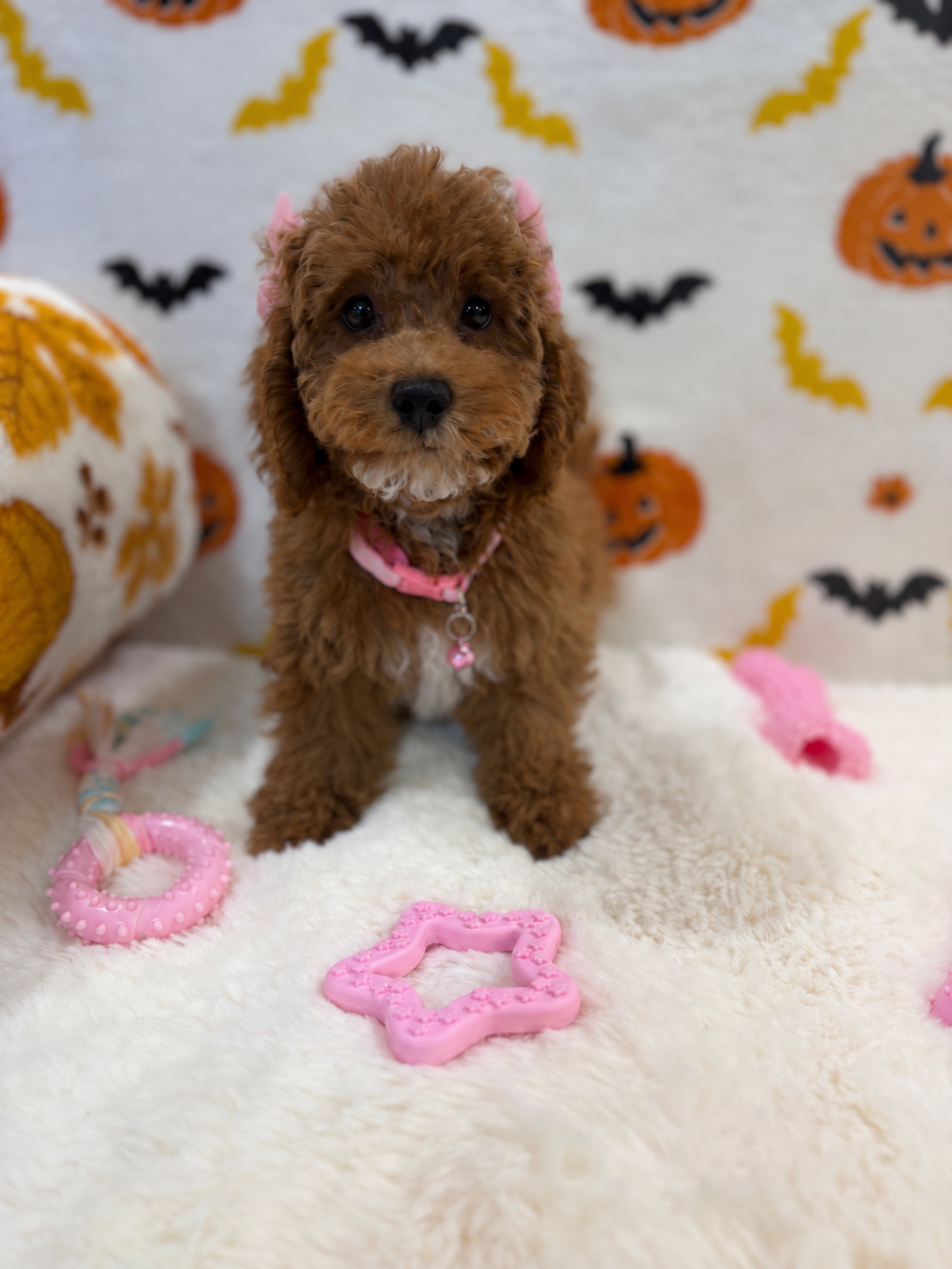 BRUNA (Mini Poodle)