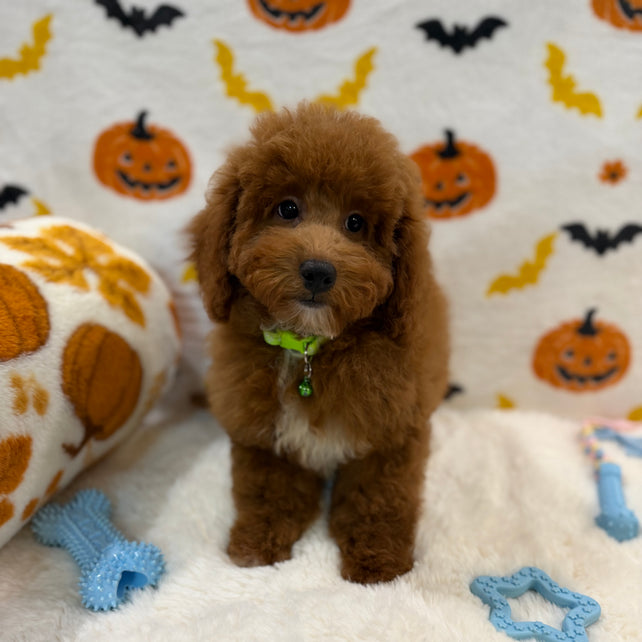LINO (ACA Mini Poodle)
