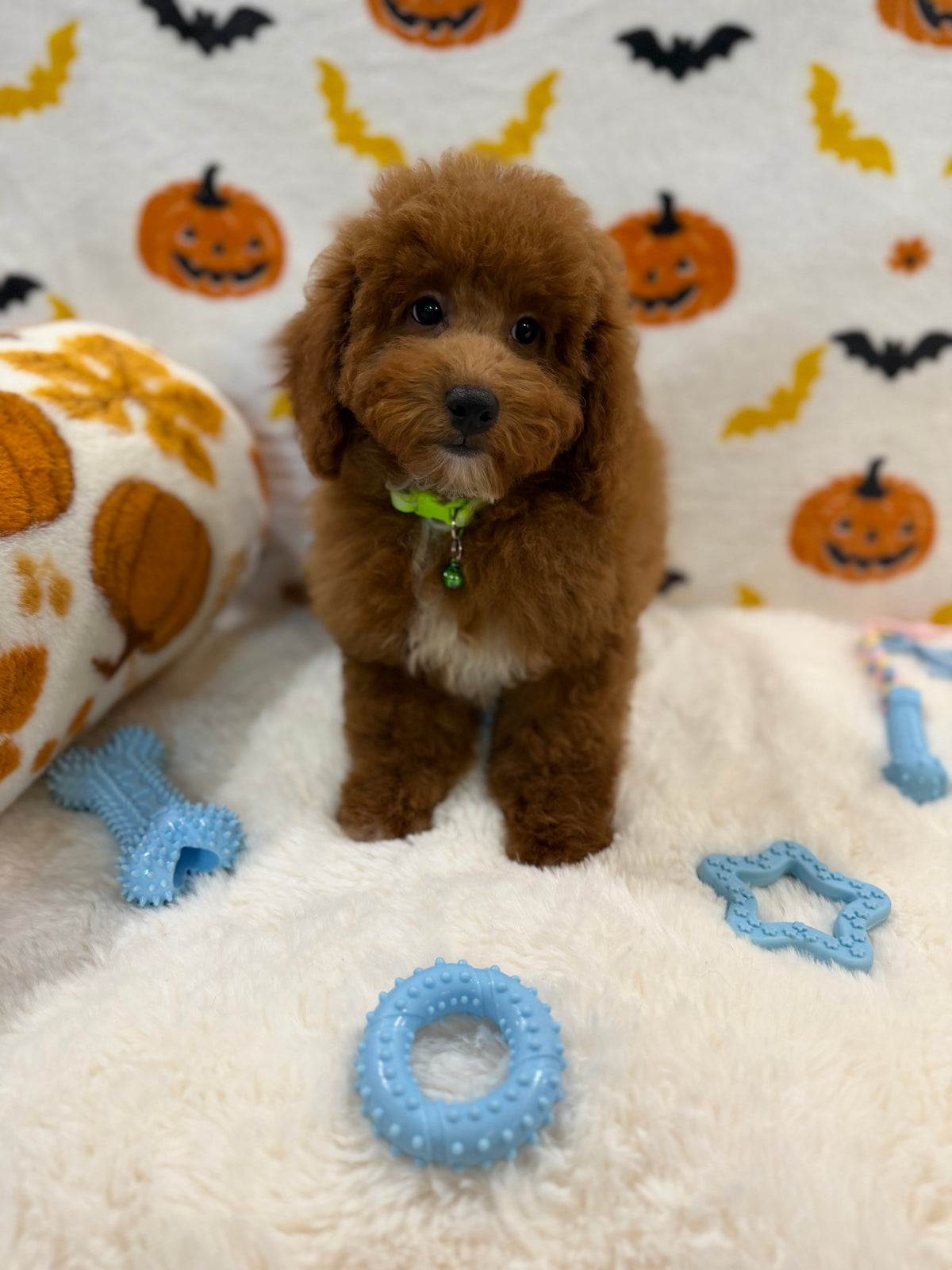 LINO (ACA Mini Poodle)