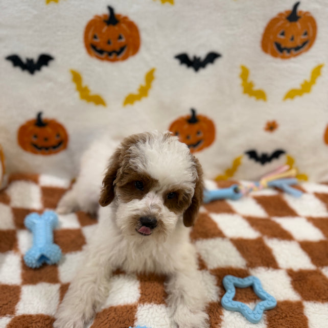 BENNY (Mini Poodle)