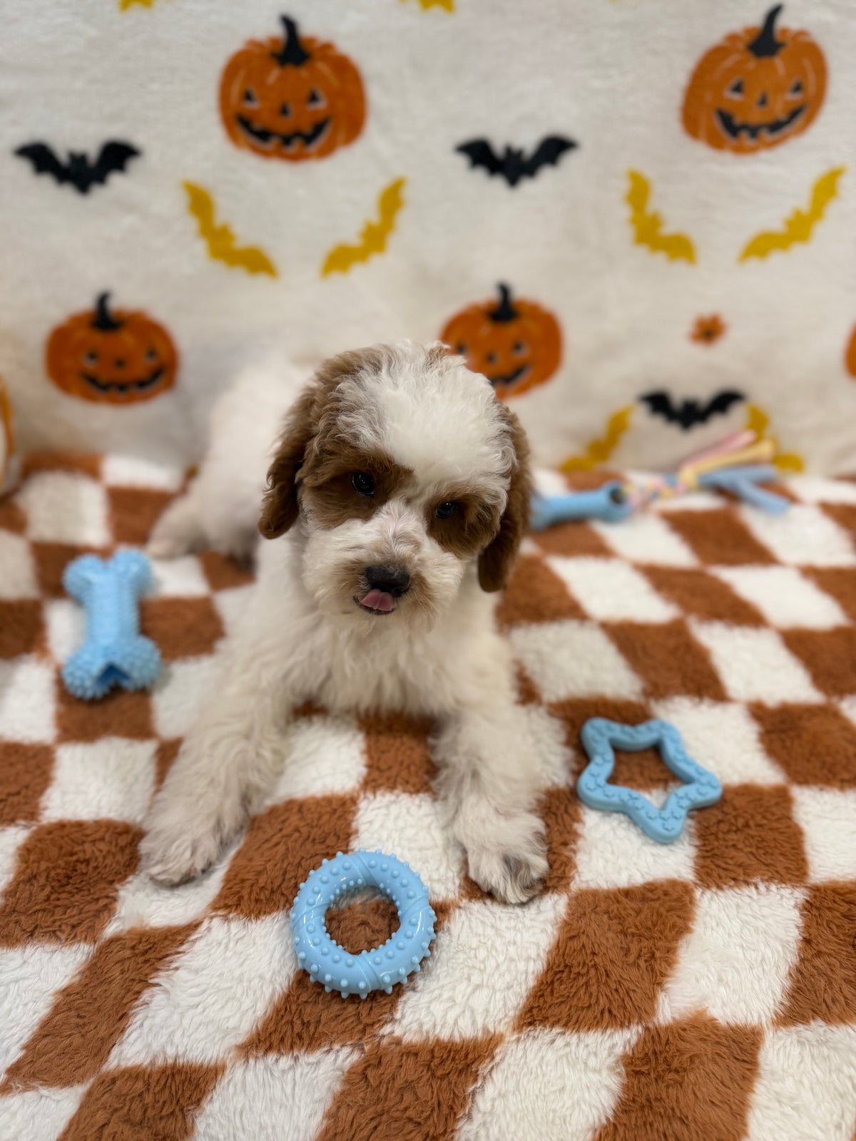 BENNY (Mini Poodle)