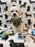 RONNY (Bichon Poodle)