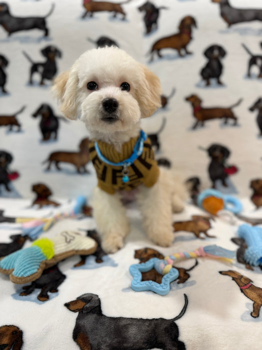 RONNY (Bichon Poodle)