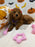 REYNA (ACA Mini Poodle)
