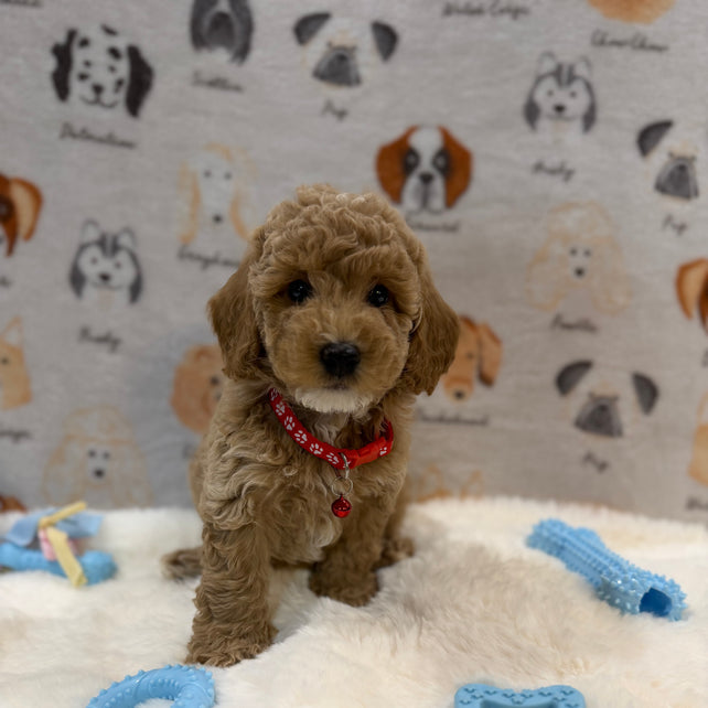 ANDY (Mini Poodle)