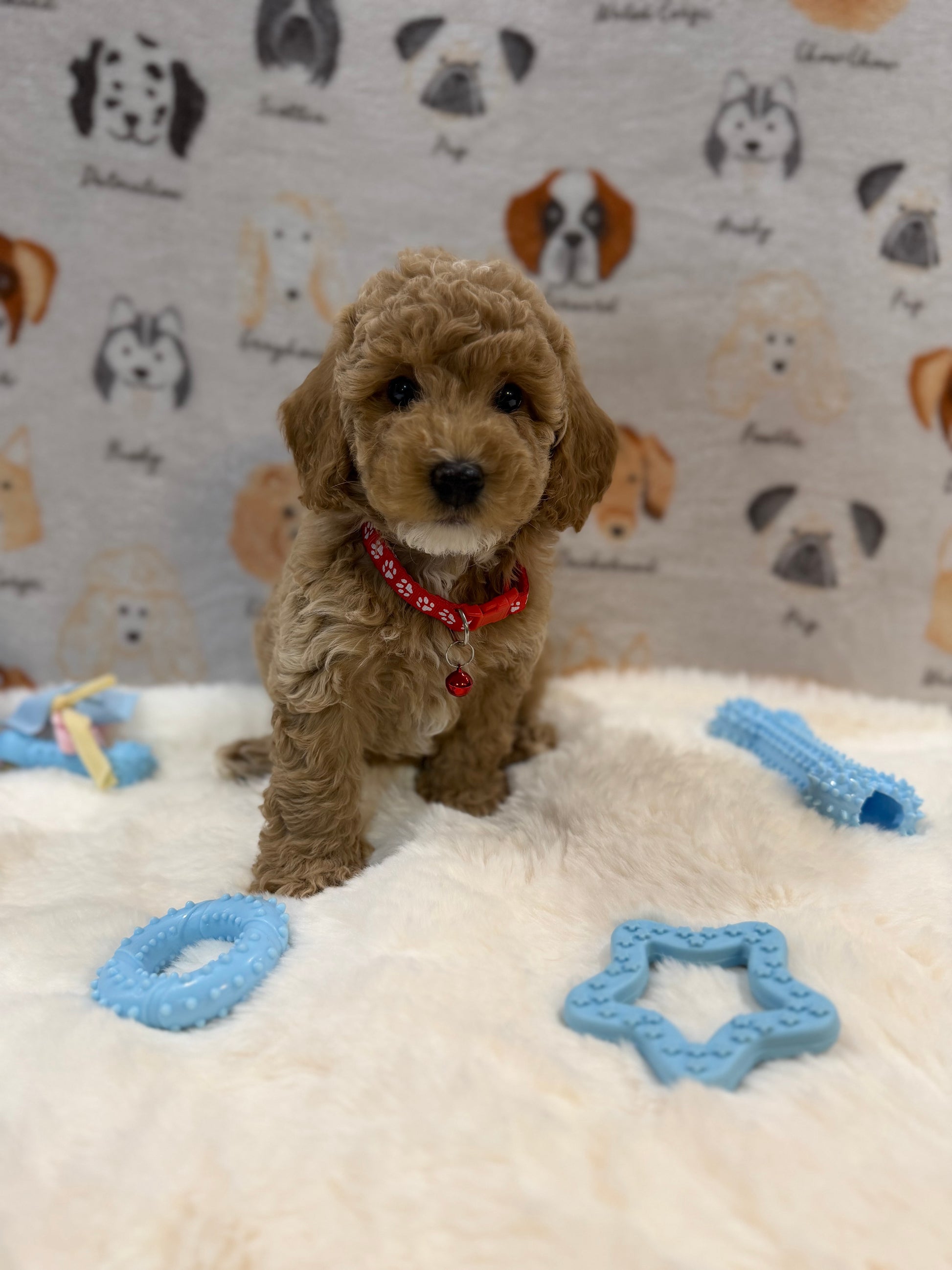 ANDY (Mini Poodle)