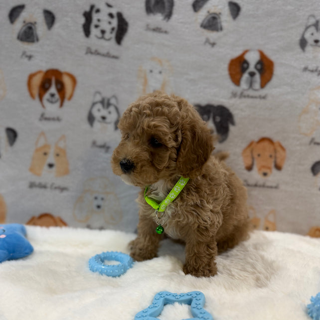 ABE (Mini Poodle)