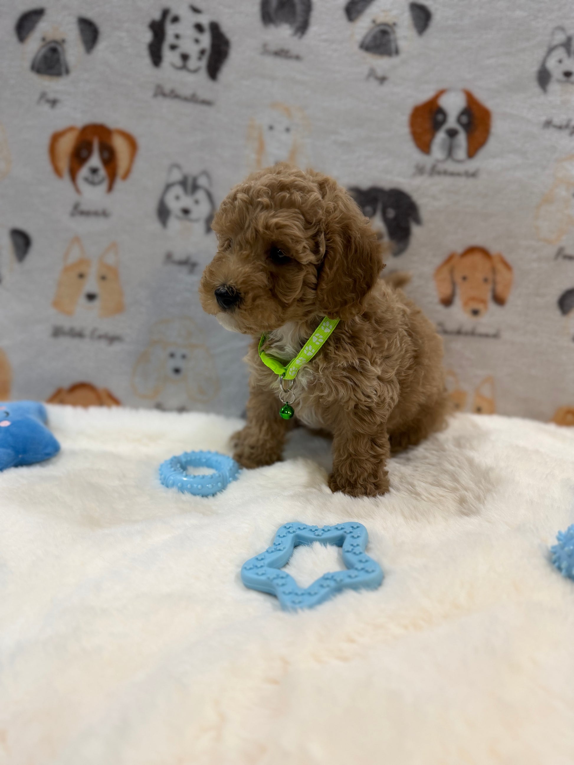 ABE (Mini Poodle)