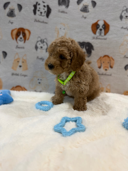 ABE (Mini Poodle)