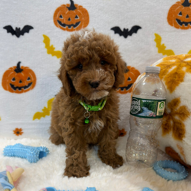BAXTER (AKC Mini Poodle)
