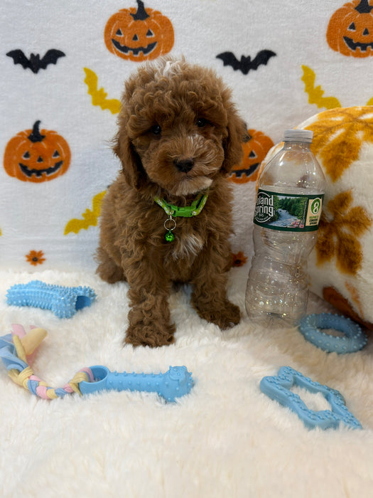 BAXTER (AKC Mini Poodle)