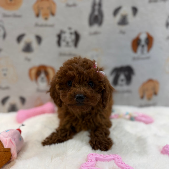 JENNY (Red AKC Toy Poodle)