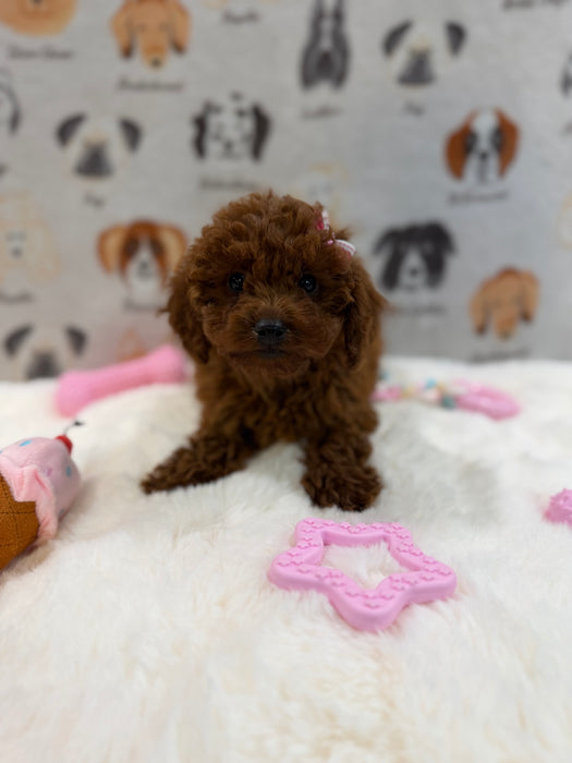 JENNY (Red AKC Toy Poodle)