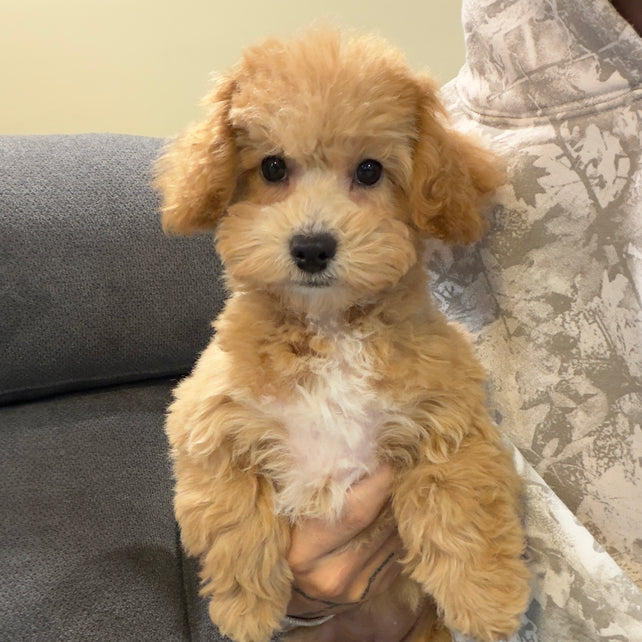 MILLY (Bichon-Poodle)