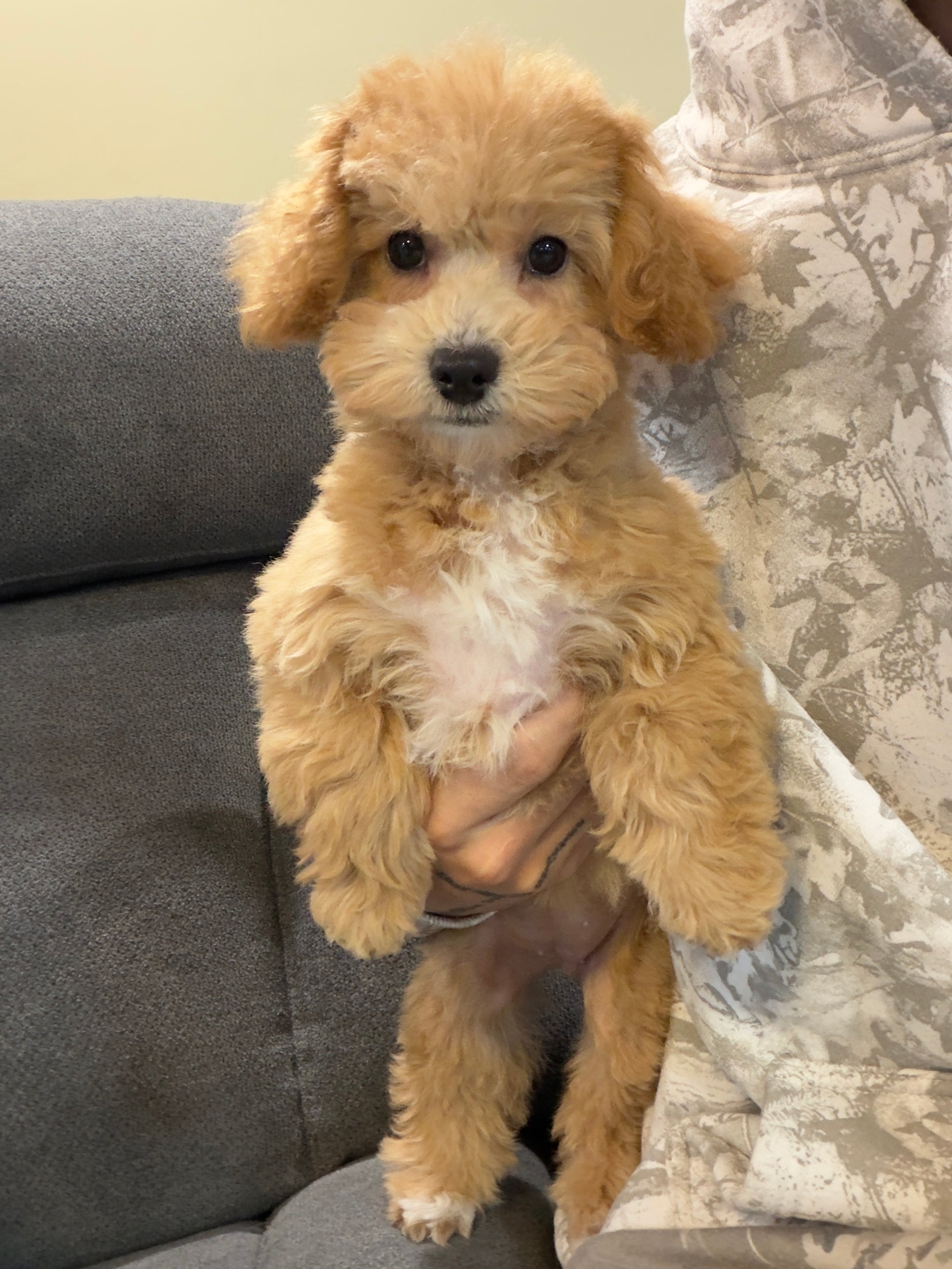 MILLY (Bichon-Poodle)