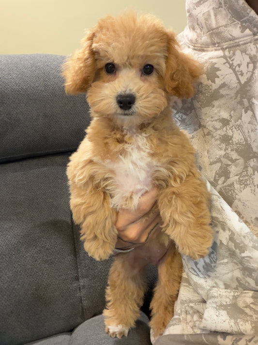 MILLY (Bichon-Poodle)