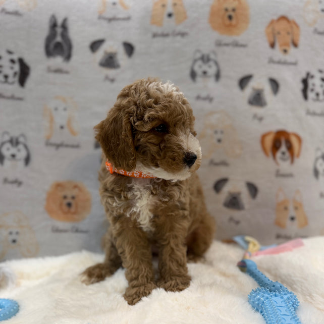 ARON (Mini Poodle)
