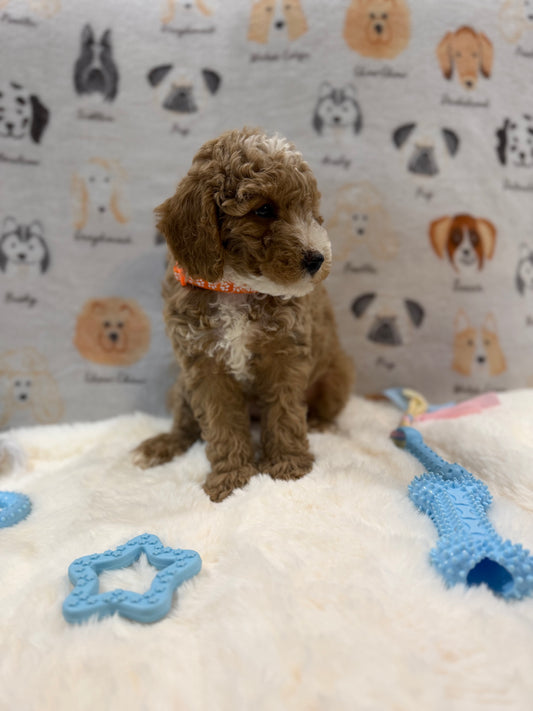 ARON (Mini Poodle)