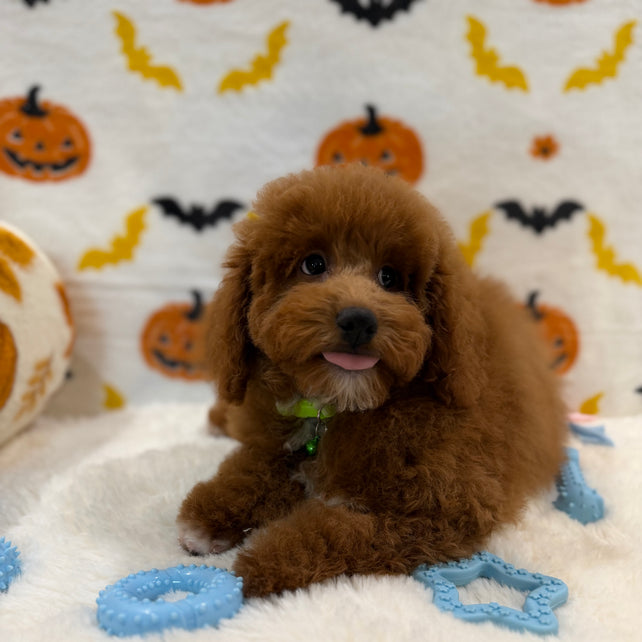 LINO (ACA Mini Poodle)