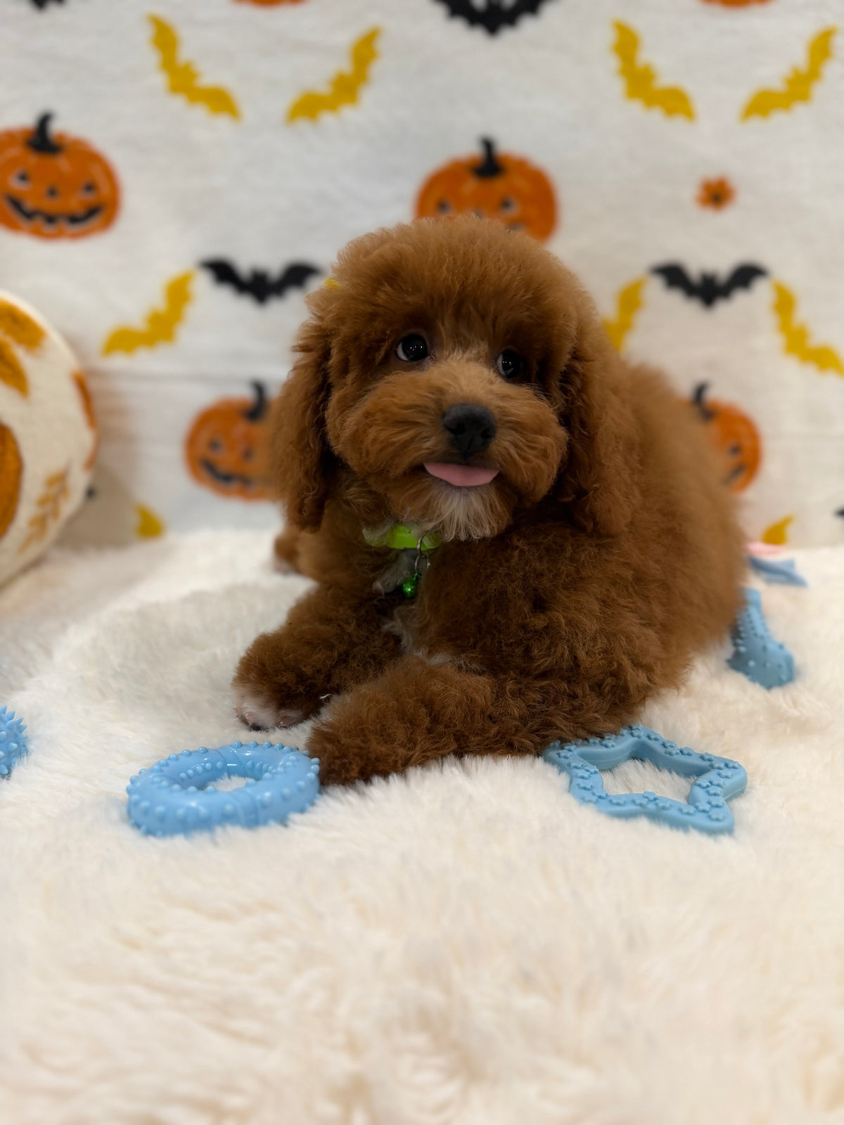LINO (ACA Mini Poodle)