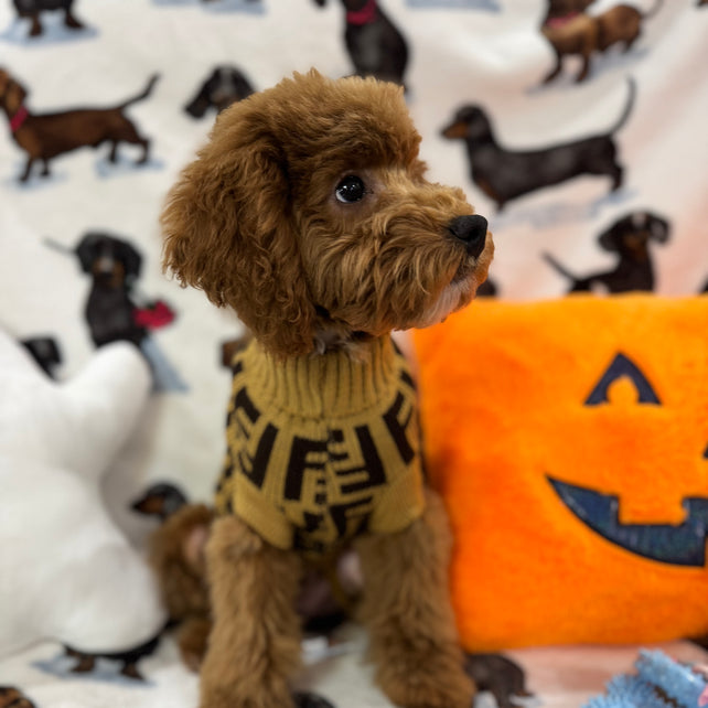 TANGO (Toy Poodle)