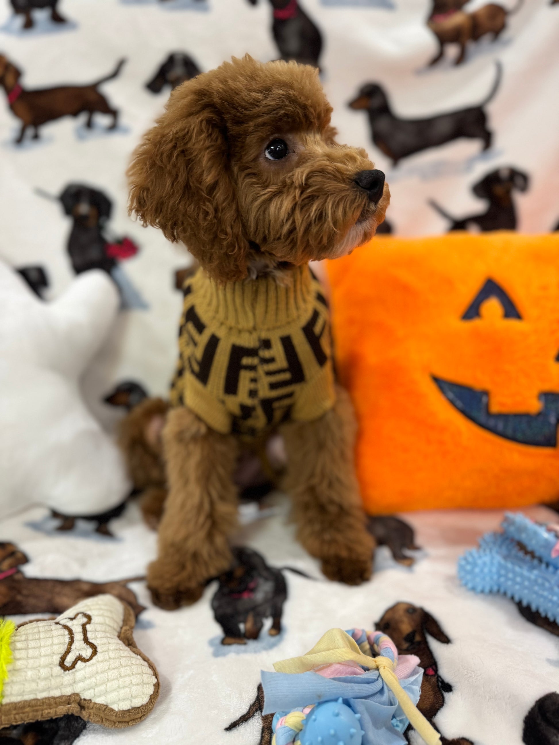 TANGO (Toy Poodle)