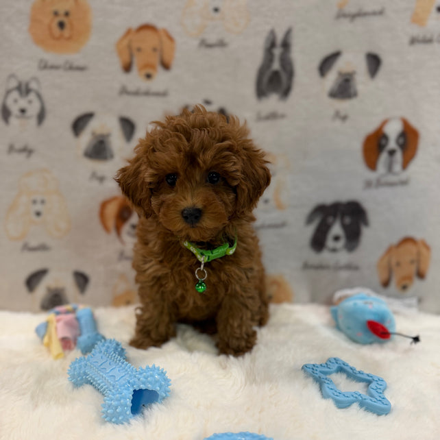 BUDDY (AKC Toy Poodle)
