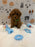 BUDDY (AKC Toy Poodle)