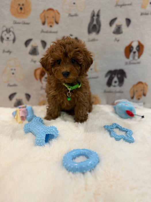 BUDDY (AKC Toy Poodle)