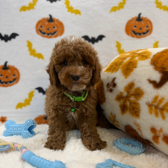 BAXTER (AKC Mini Poodle)