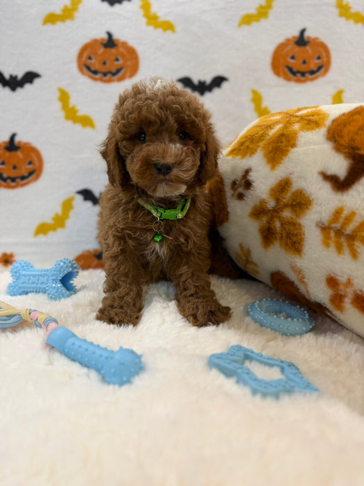 BAXTER (AKC Mini Poodle)
